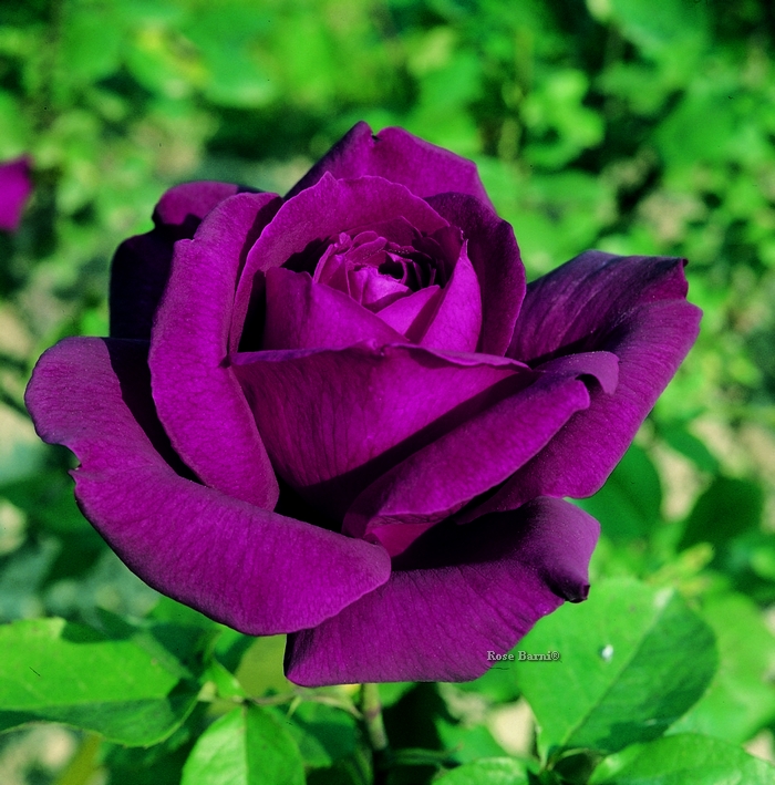 Сиреневые розы сорта